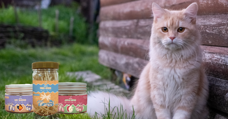 Tips Memberikan Snack atau Camilan pada Anabul agar Sehat dan Bahagia